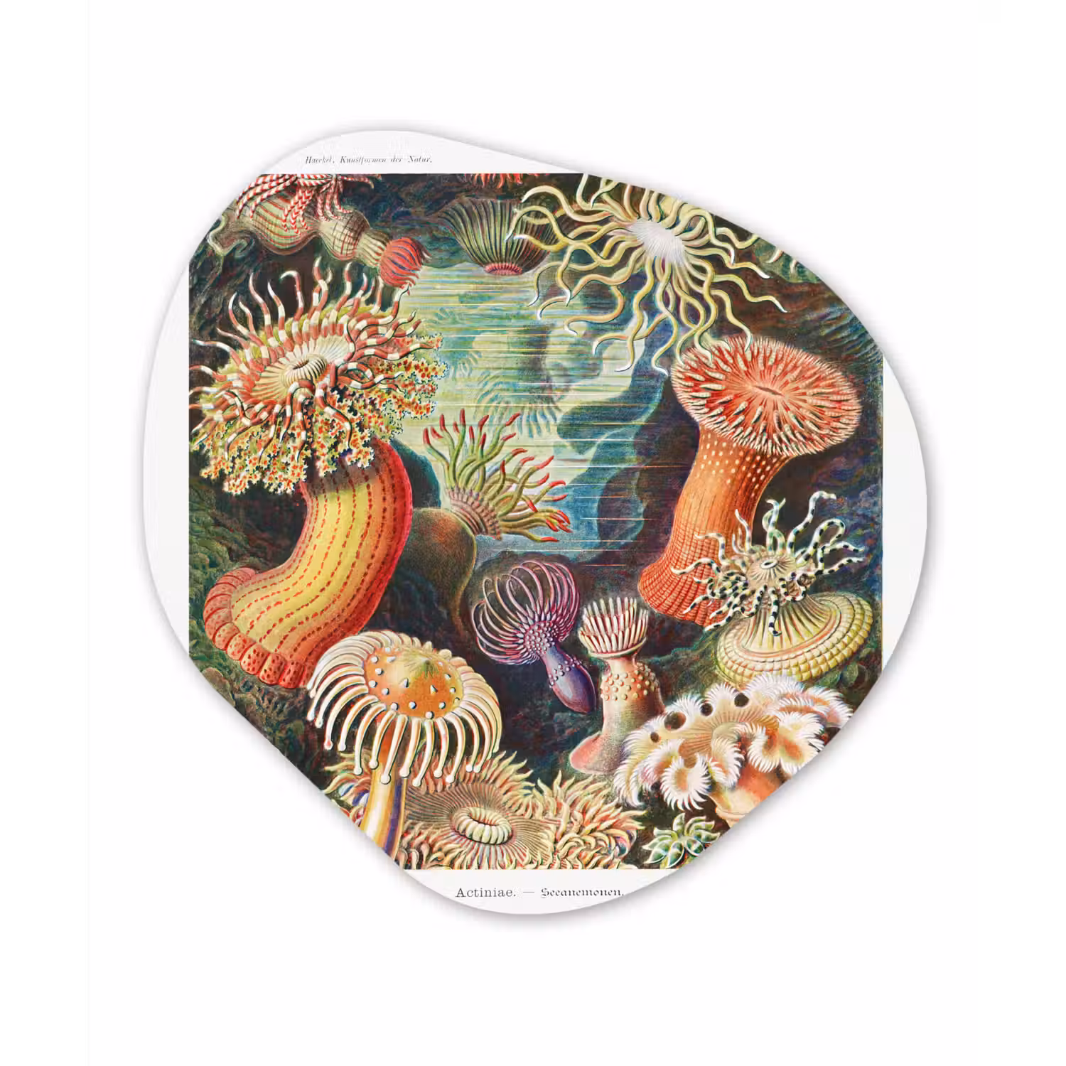 Ernst Haeckel - Anemoon - Retro - Actinae Wandcirkel Organisch Forex 3mm klein -3d
