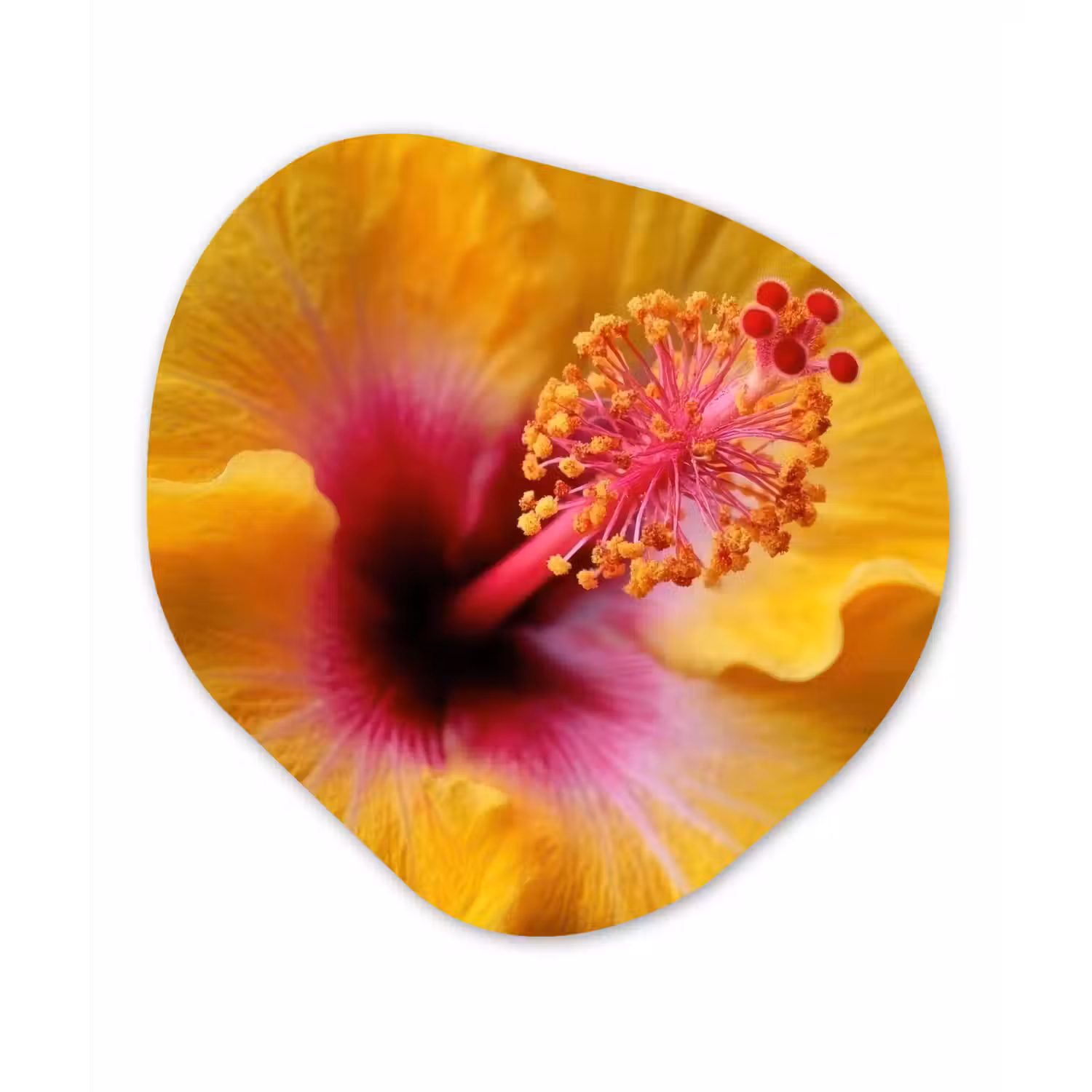 Geel - Hibiscus - Tropisch Wandcirkel Organisch Forex 3mm klein -3d