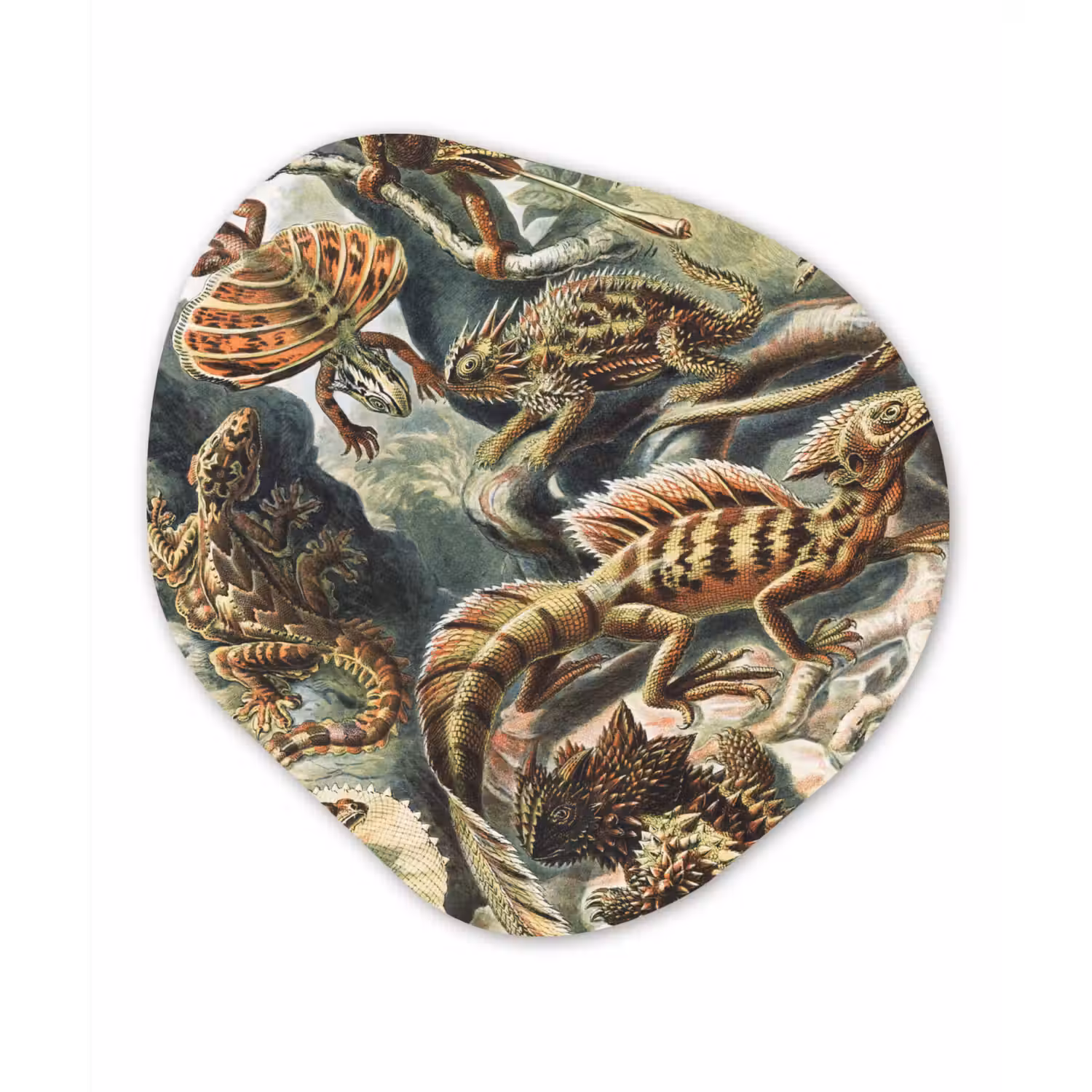 Vintage - Kunst - Ernst Haeckel - Salamanders Wandcirkel Organisch Forex 3mm klein -3d