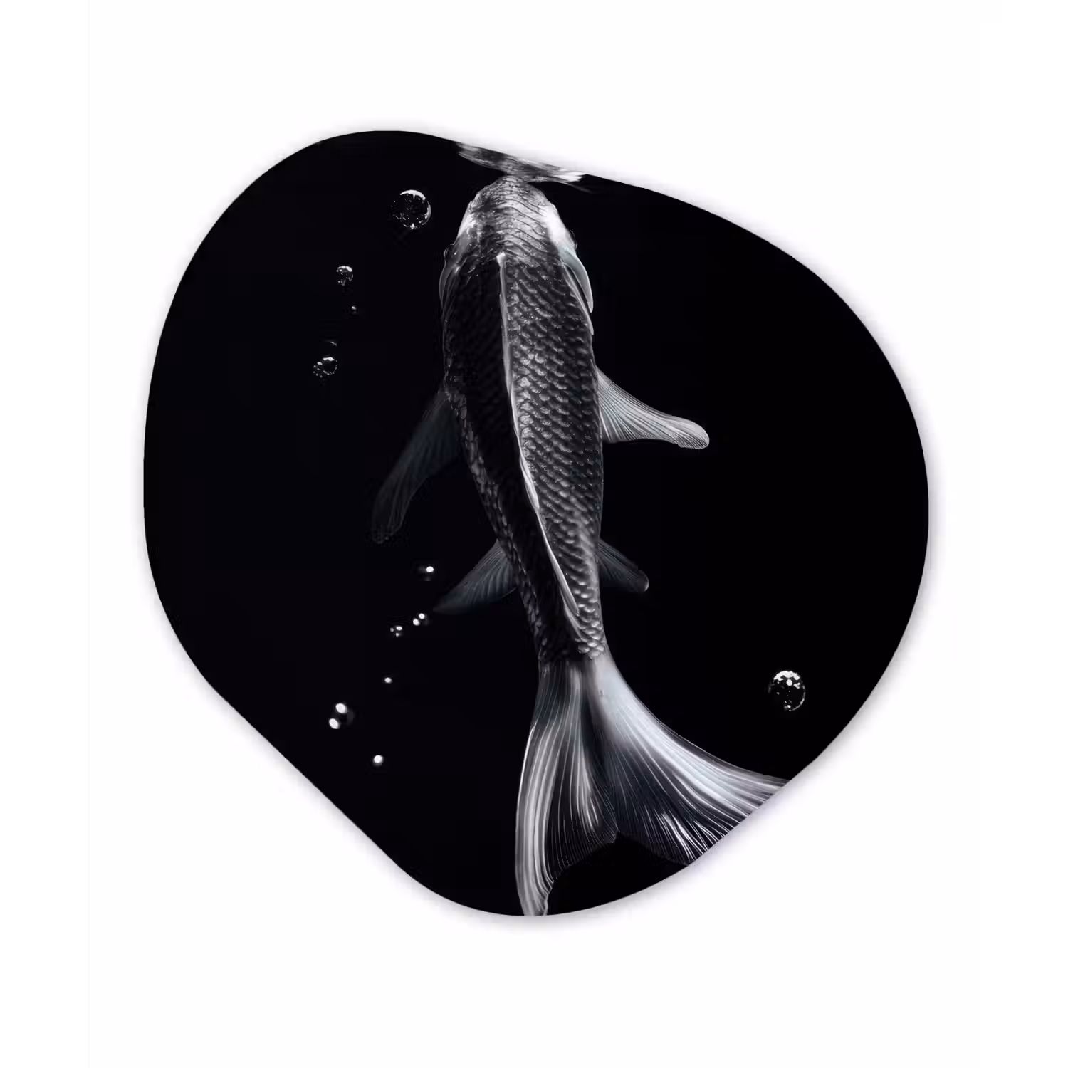 Koi - Vissen - Water - Zwart Wandcirkel Organisch Forex 3mm klein -3d