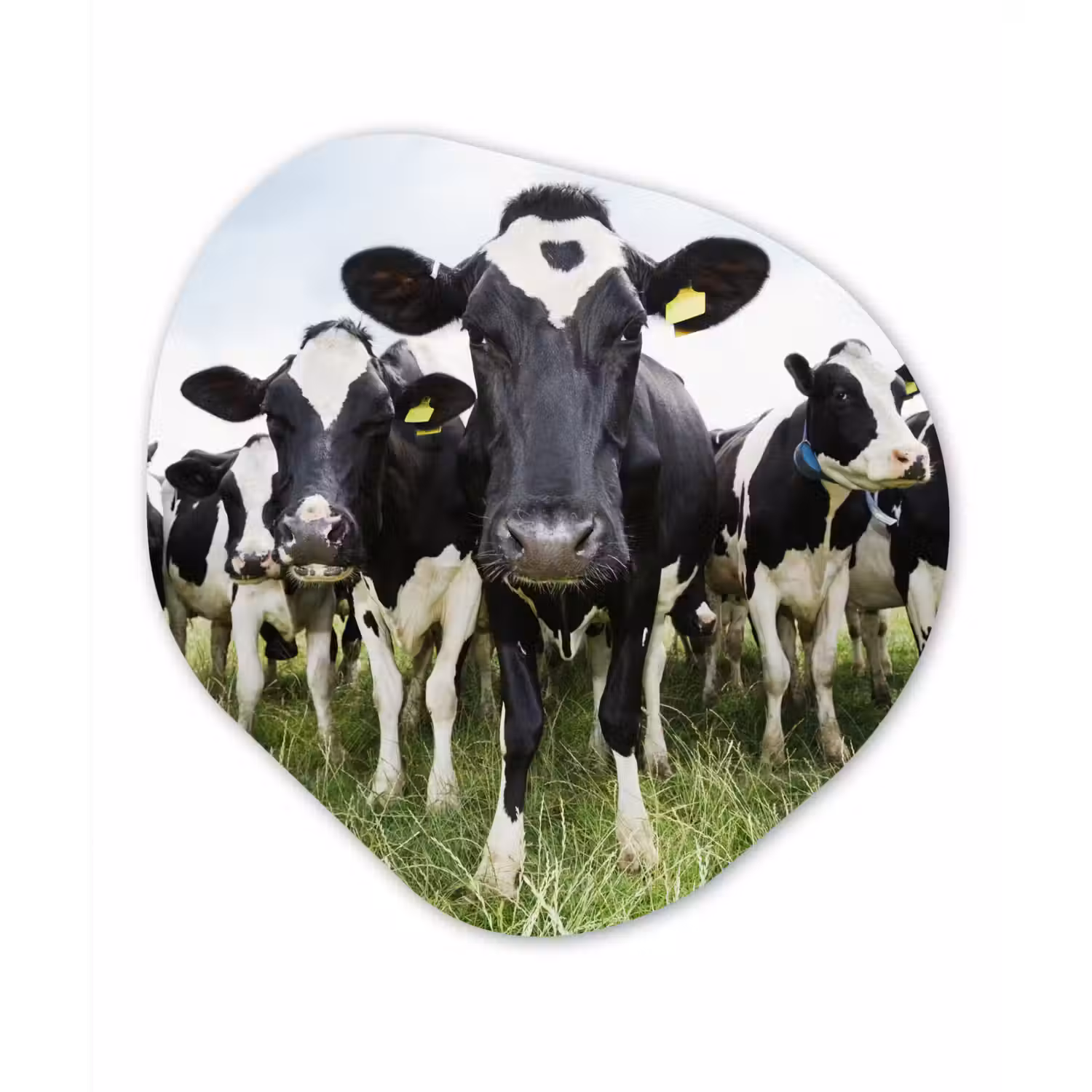 Koeien - Gras - Lente - Dieren - Weiland - Boerderij Wandcirkel Organisch Forex 3mm klein -3d
