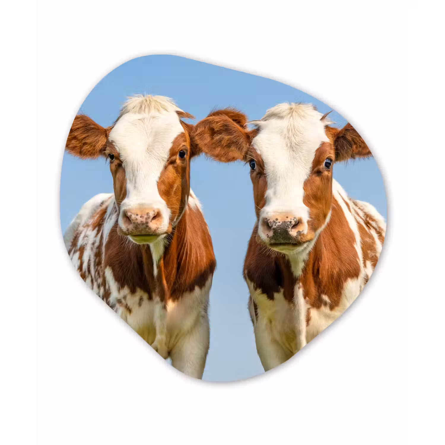 Koeien - Lucht - Dieren - Boerderij - Portret Wandcirkel Organisch Forex 3mm klein -3d