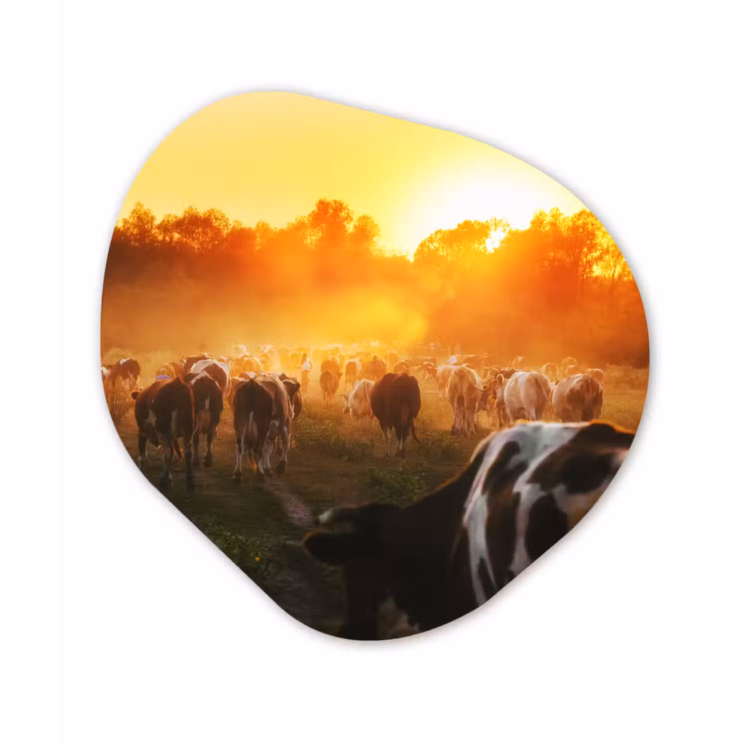 Koeien - Zonsondergang - Weiland - Dieren Wandcirkel Organisch Forex 3mm klein -3d