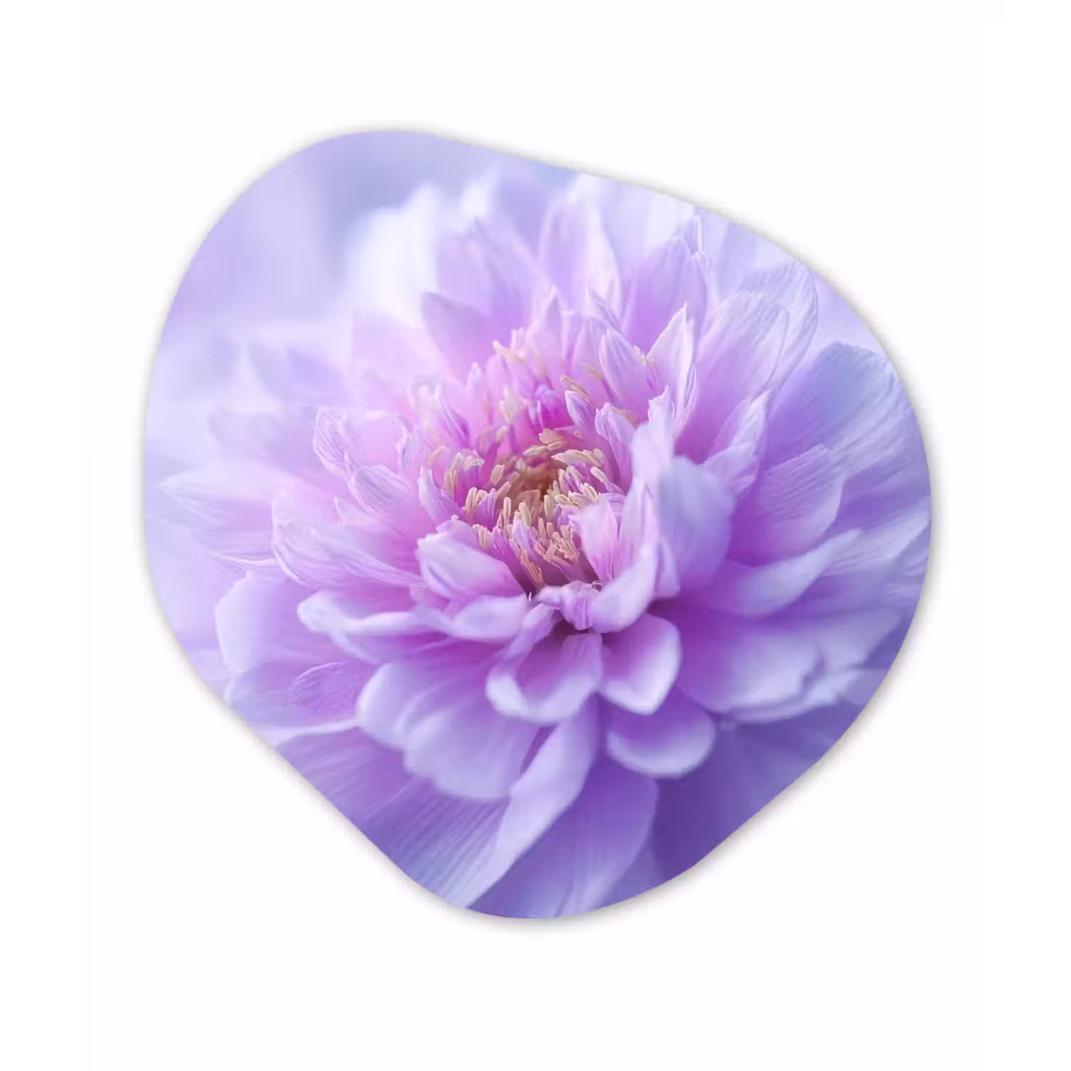 Paars - Dahlia - Dromerig Wandcirkel Organisch Forex 3mm klein -3d