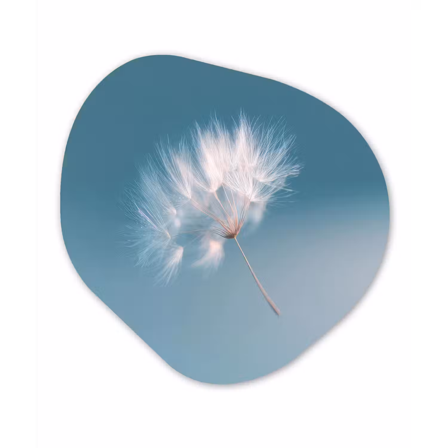 Paardenbloempluisje - Blauw - Lucht Wandcirkel Organisch Forex 3mm klein -3d