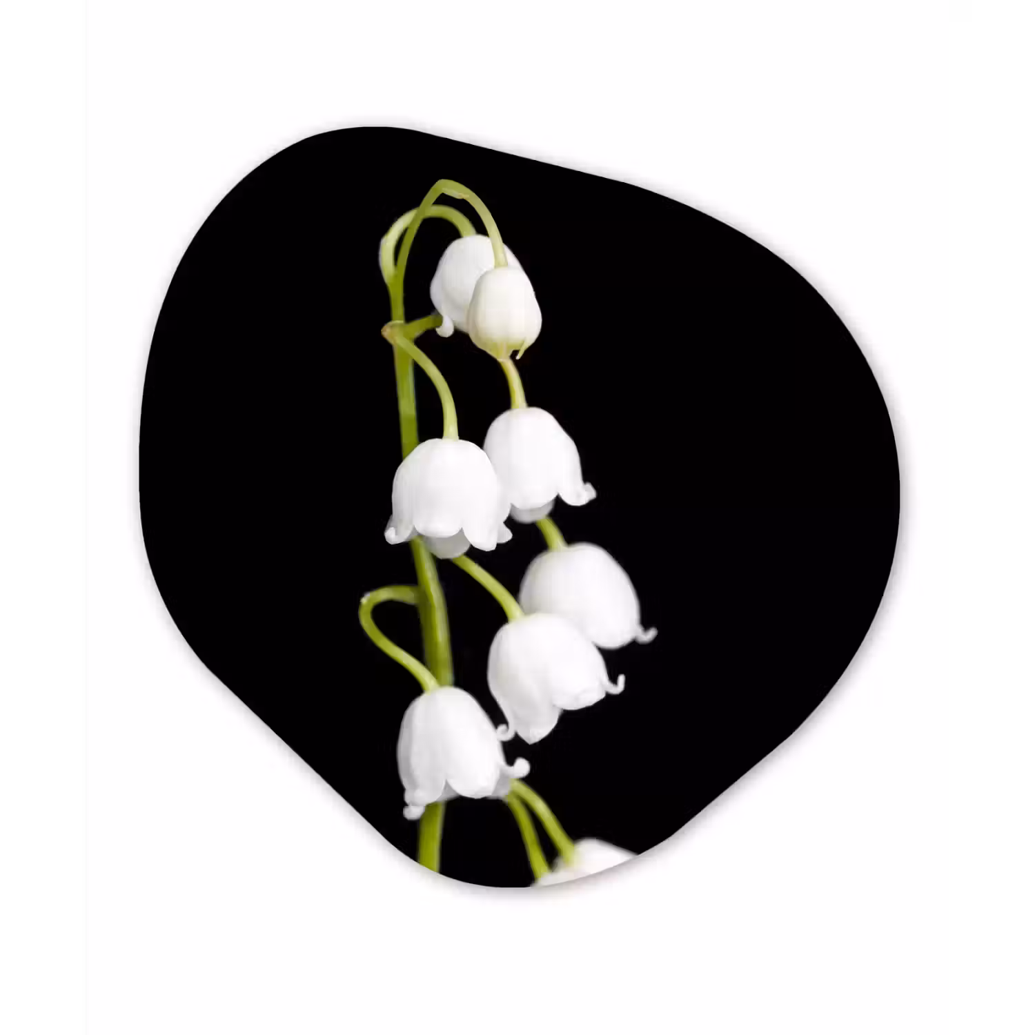 Lelietjes van dalen - Bloemen - Zwart - Flora Wandcirkel Organisch Forex 3mm klein -3d