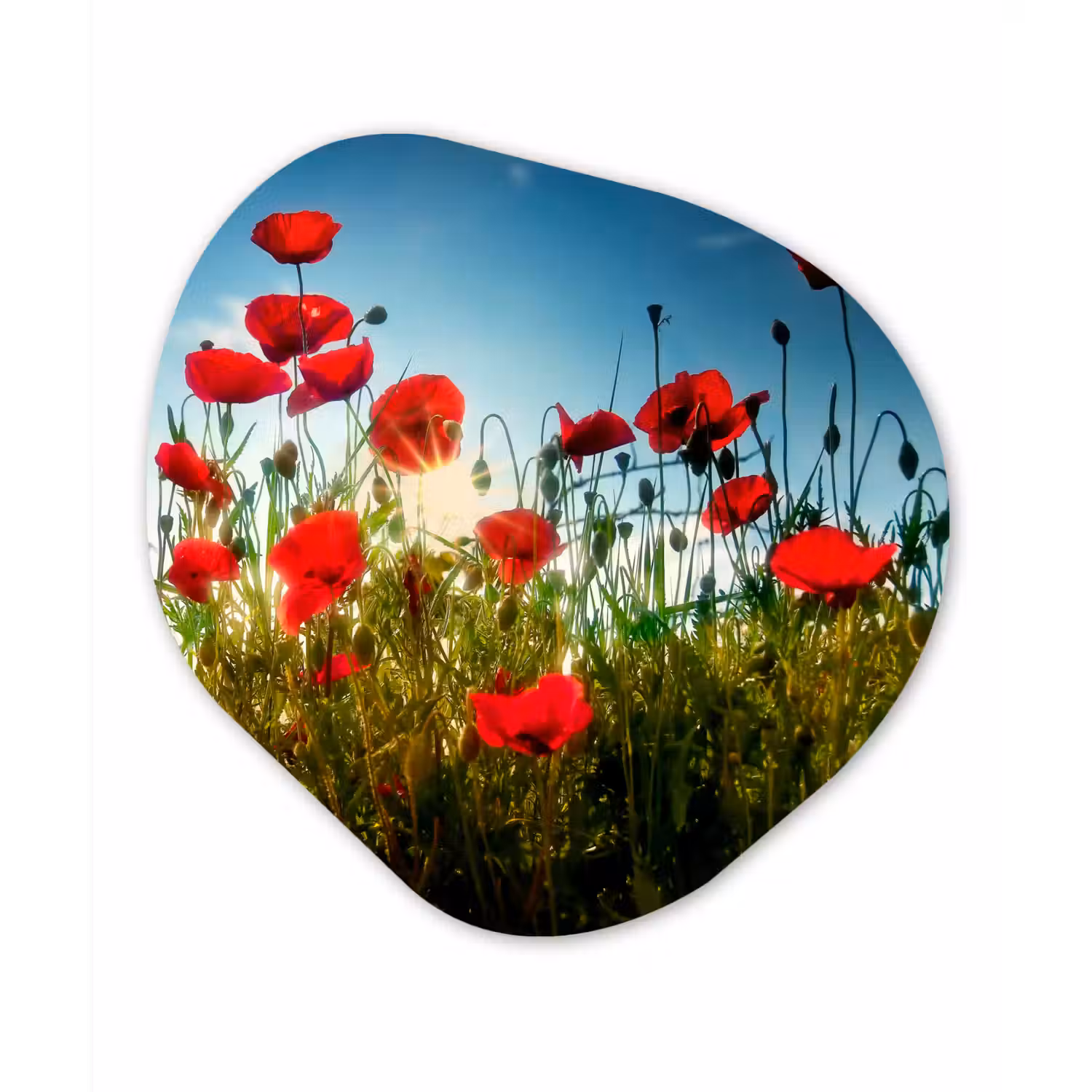 Klaprozen - Toscane - Zon - Rood - Blauw Wandcirkel Organisch Forex 3mm klein -3d