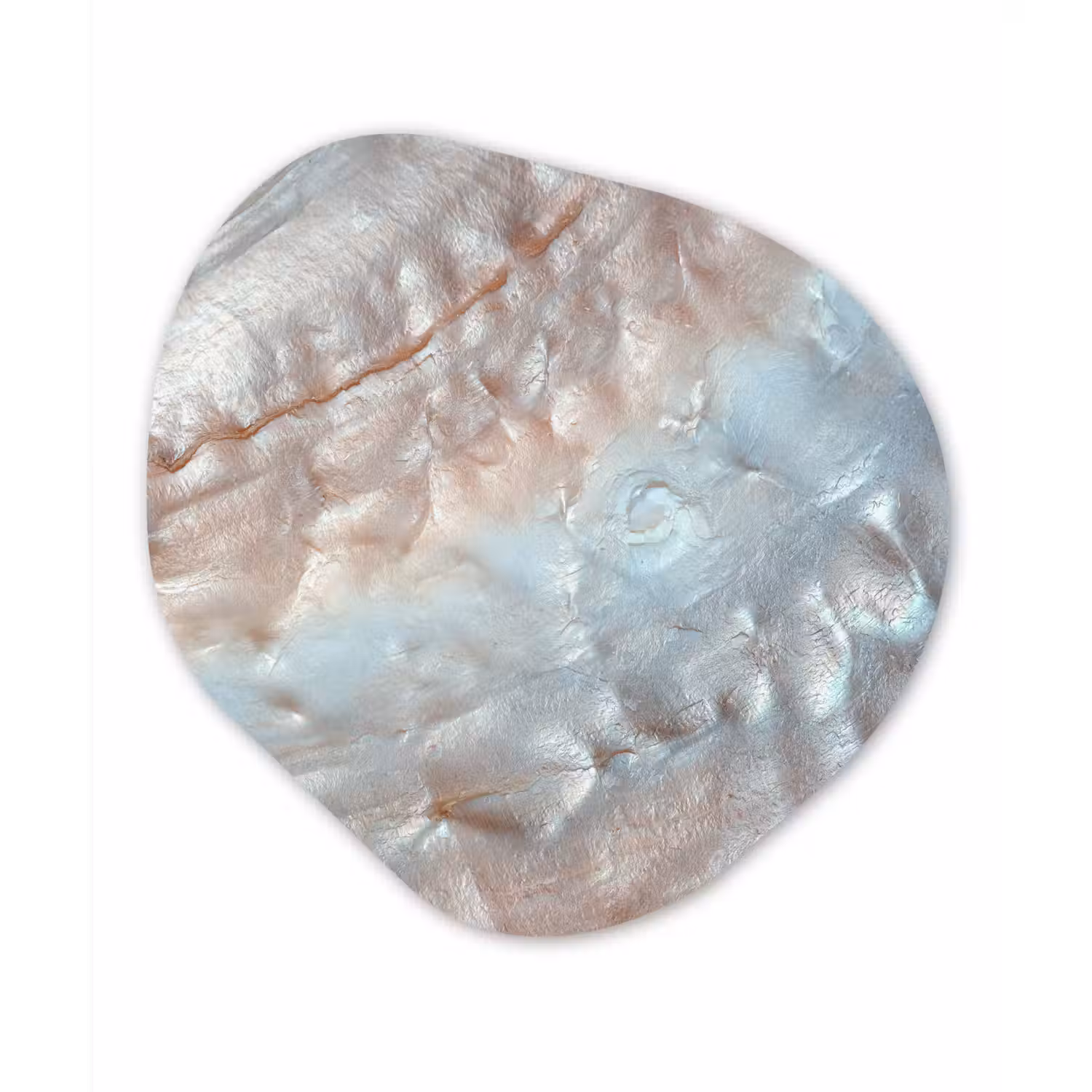 Schelpen - Abstract - Natuur Wandcirkel Organisch Forex 3mm klein -3d