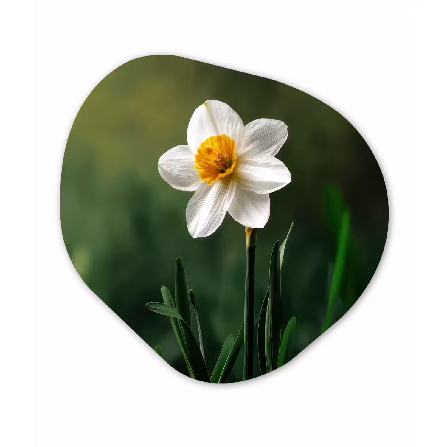 Narcis - Bloem - Wit - Grassprieten Wandcirkel Organisch Forex 3mm klein -3d