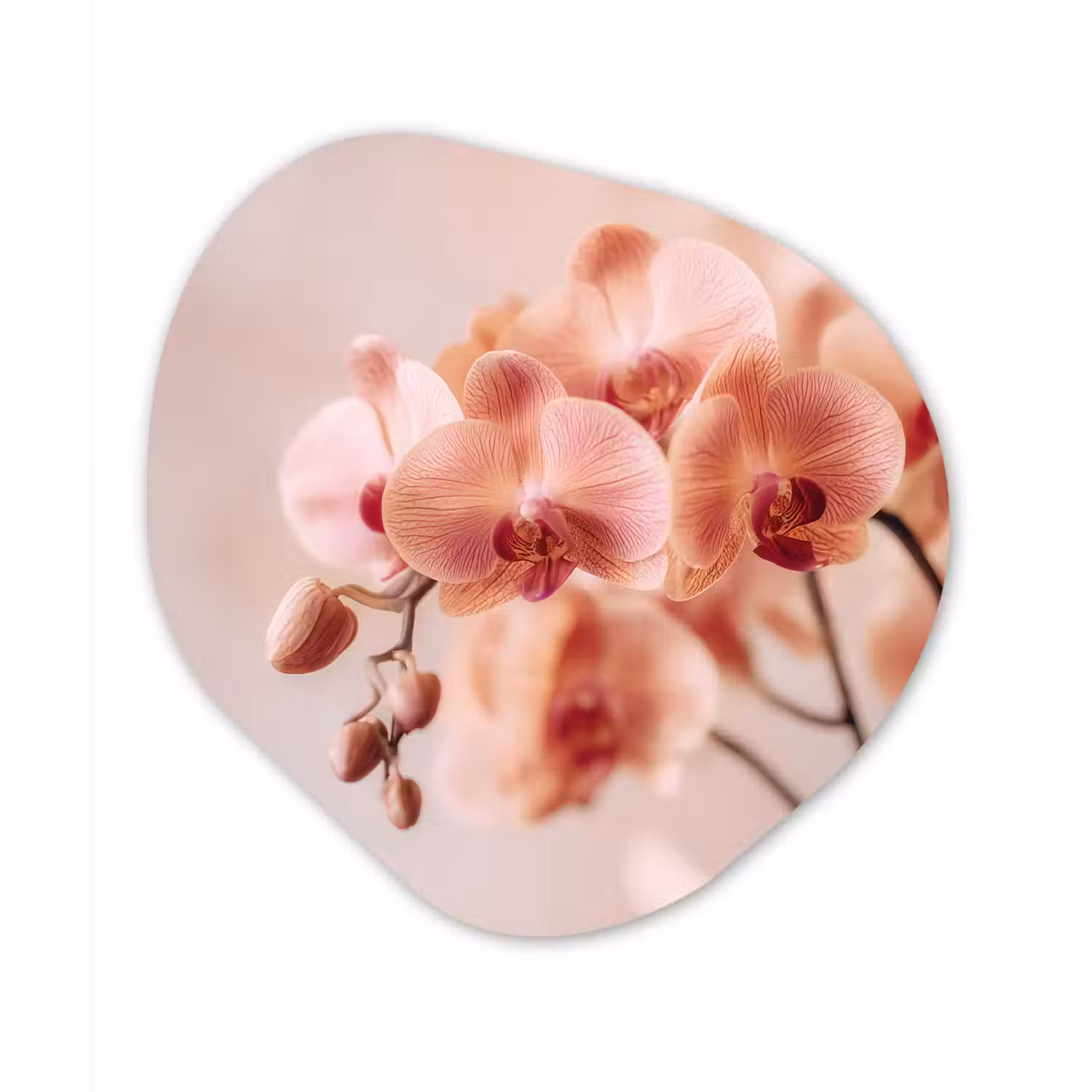Orchidee - Bloemen - Roze - Bloemblaadjes Wandcirkel Organisch Forex 3mm klein -3d