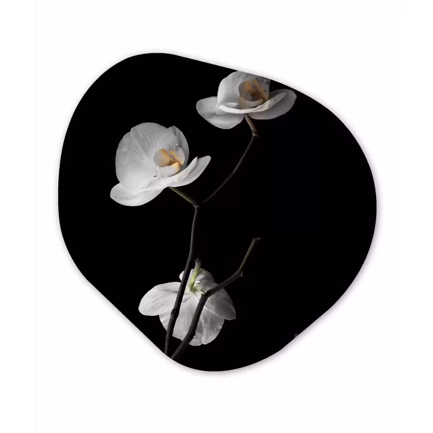 Orchidee - Bloemen - Zwart - Wit - Stilleven Wandcirkel Organisch Forex 3mm klein -3d