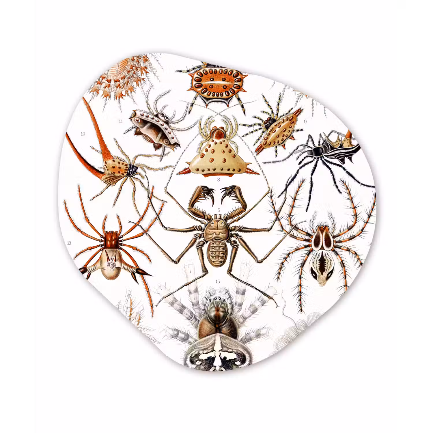 Retro - Spin - Ernst Haeckel - Spinnen Wandcirkel Organisch Forex 3mm klein -3d