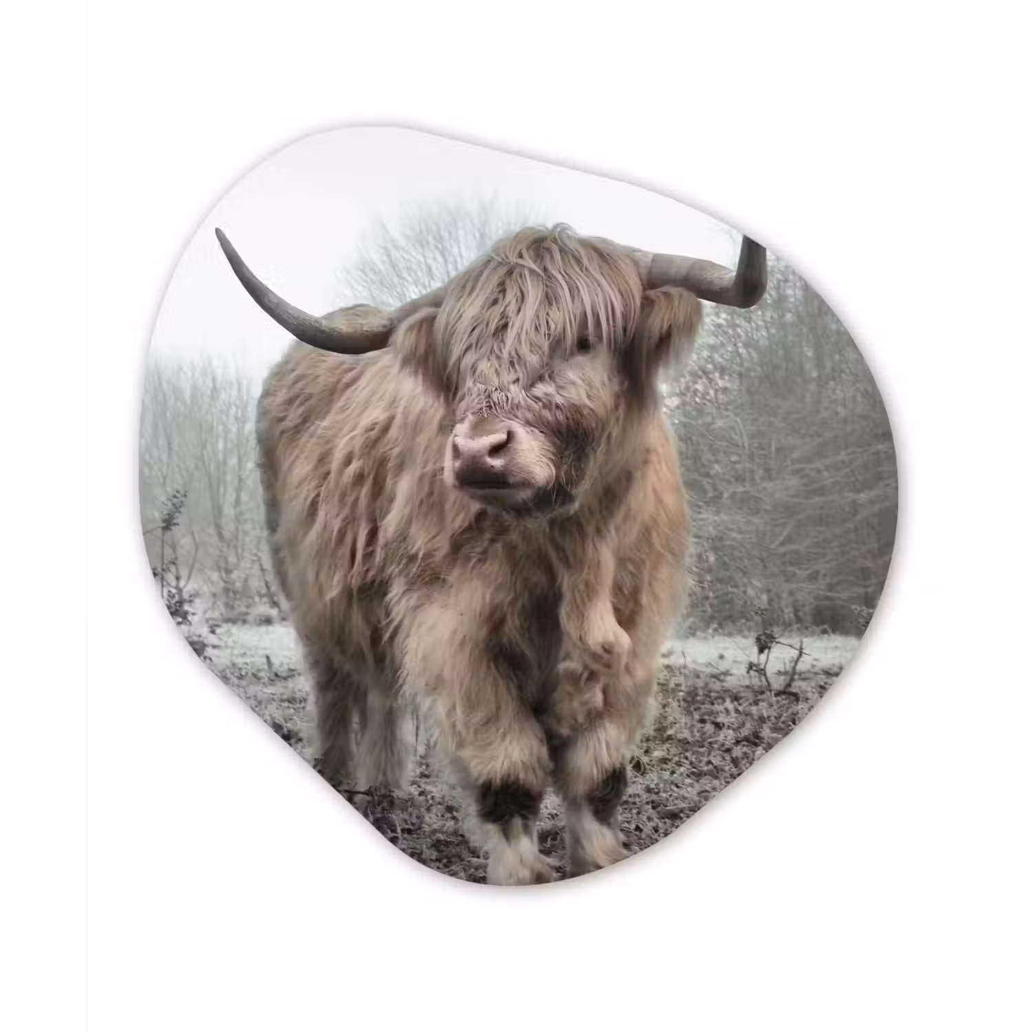 Schotse hooglander - Natuur - Herfst - Dieren - Wild - Bos Wandcirkel Organisch Forex 3mm klein -3d