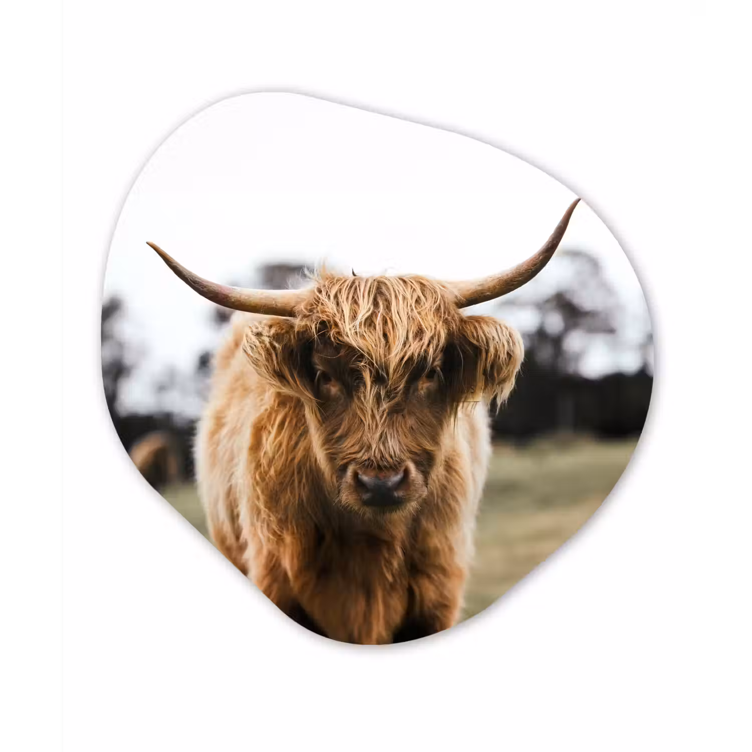 Schotse Hooglander - Koe - Gras - Dieren - Natuur Wandcirkel Organisch Forex 3mm klein -3d