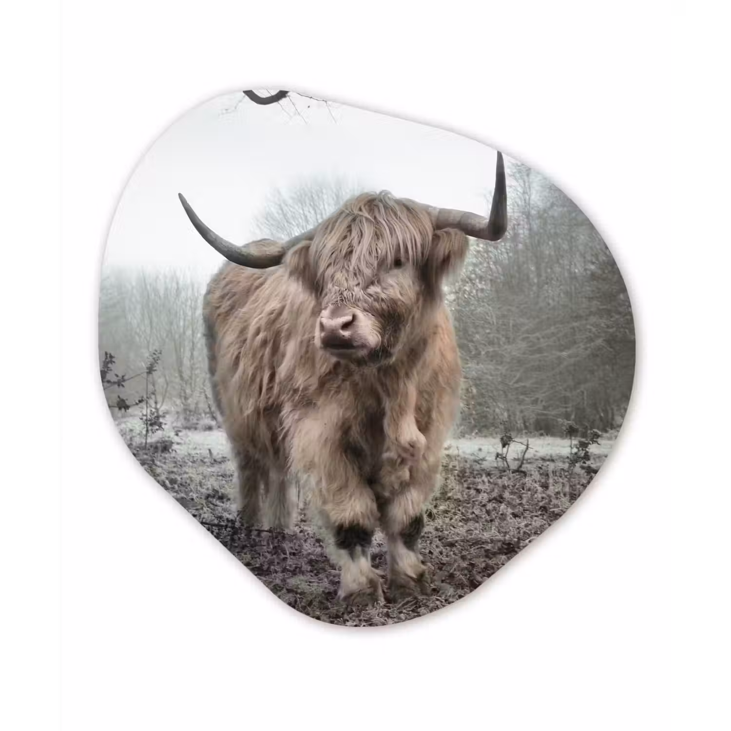 Schotse Hooglander - Bos - Mist - Koe - Dieren - Natuur Wandcirkel Organisch Forex 3mm klein -3d