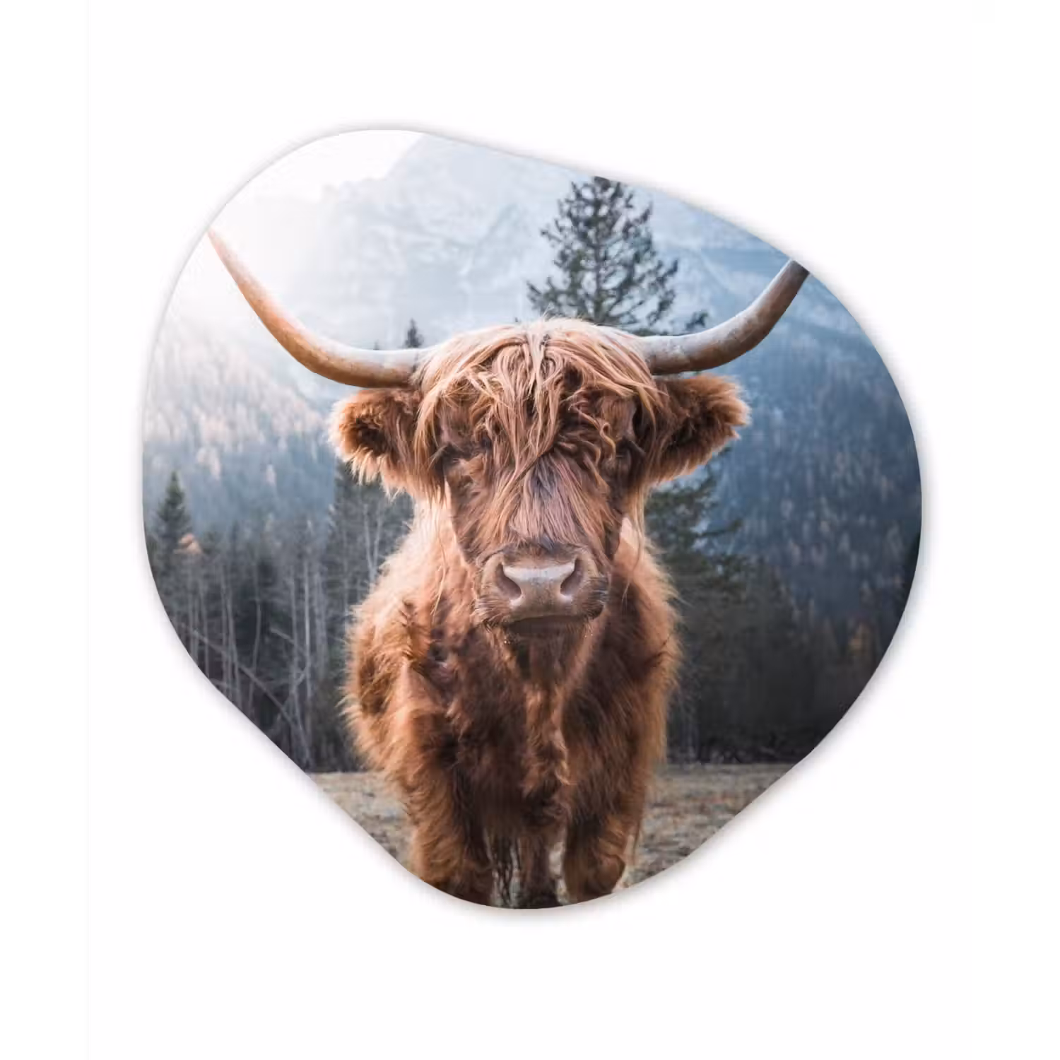 Schotse hooglander - Koe - Dieren - Berg - Natuur Wandcirkel Organisch Forex 3mm klein -3d