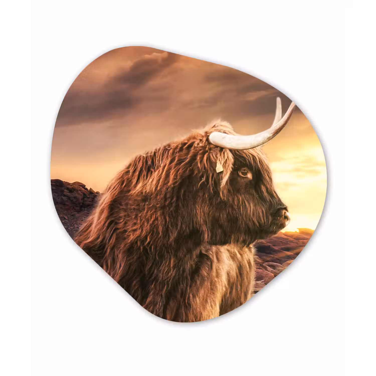 Schotse hooglander - Zon - Horizon - Koe - Dieren Wandcirkel Organisch Forex 3mm klein -3d
