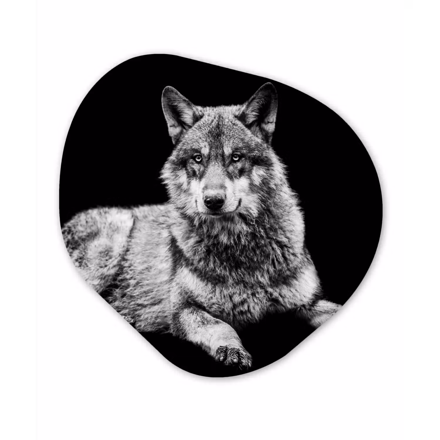 Wilde dieren - Wolf - Zwart - Wit Wandcirkel Organisch Forex 3mm klein -3d