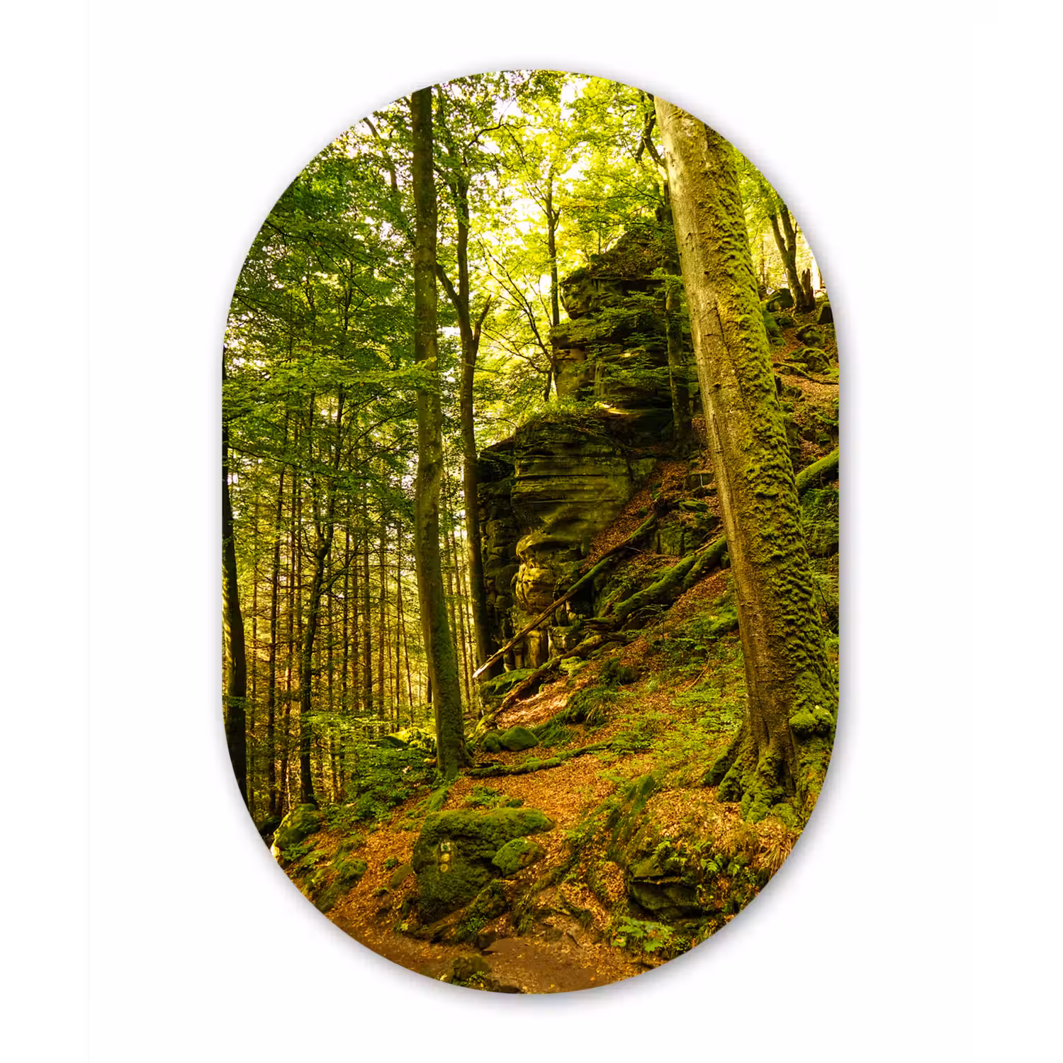 Bomen - Steen - Bos - Natuur - Planten Wandcirkel Ovaal Forex klein -3d