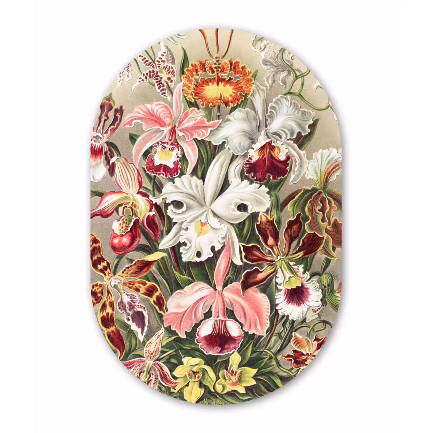 Bloemen - Ernst Haeckel - Vintage - Orchidee Wandcirkel Ovaal Forex klein -3d