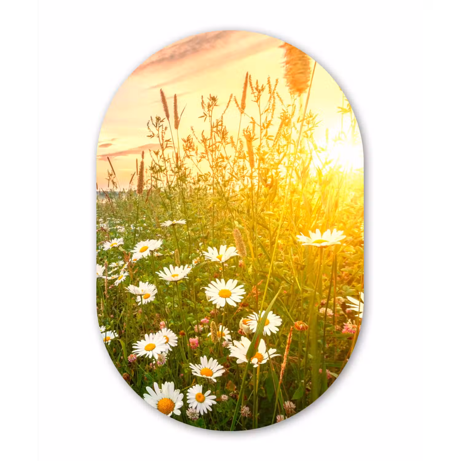Bloemen - Madelief - Natuur Wandcirkel Ovaal Forex klein -3d