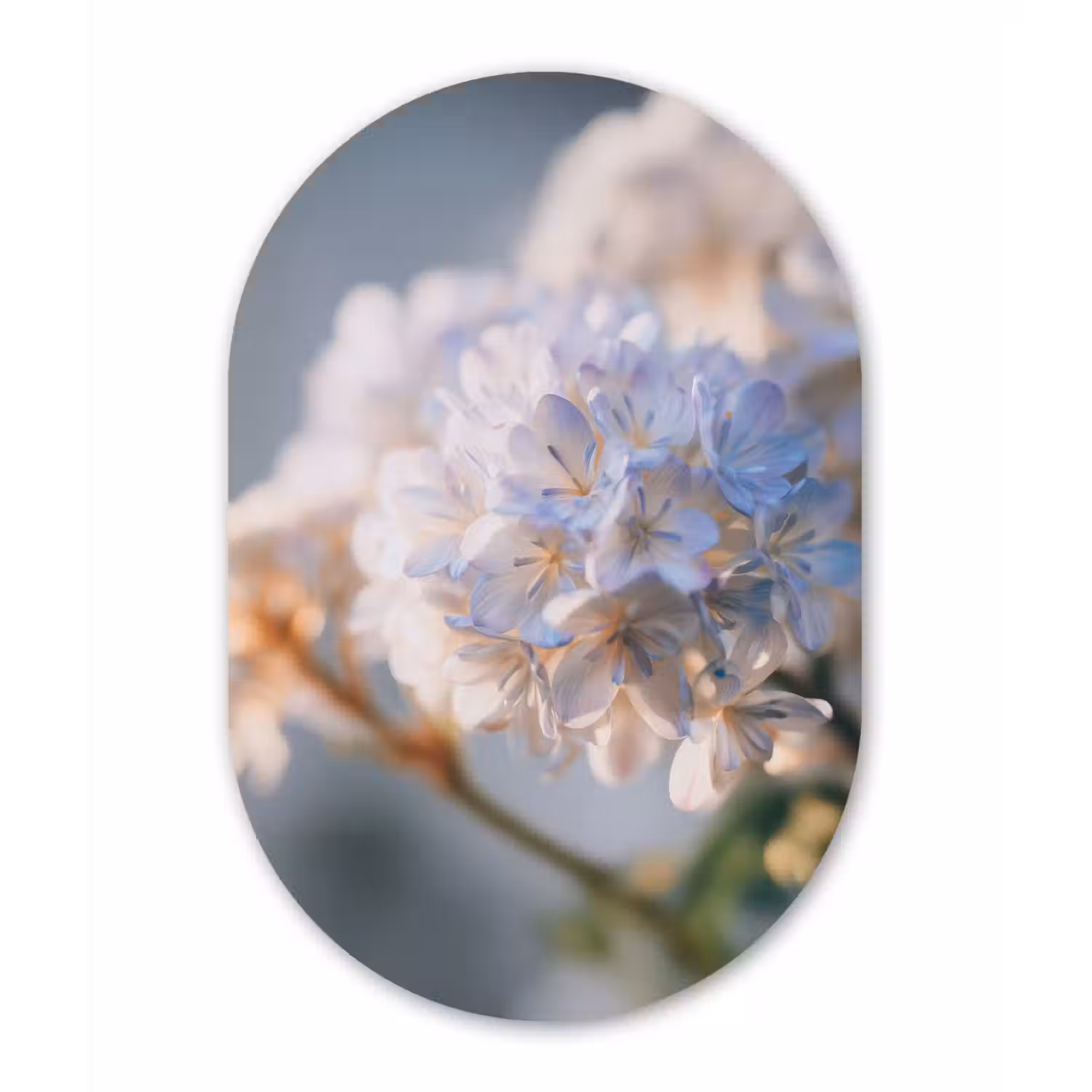 Bloemen - Lichtblauw - Wazig - Trosje Wandcirkel Ovaal Forex klein -3d