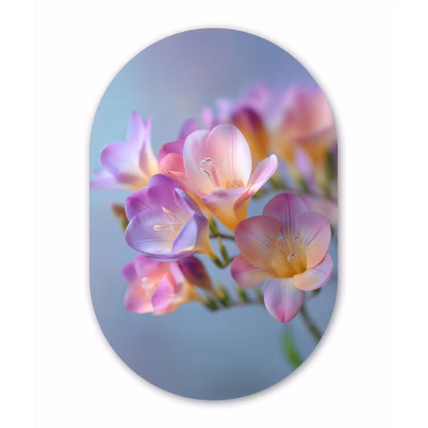 Bloemen - Paars - Overloop - Meeldraden Wandcirkel Ovaal Forex klein -3d
