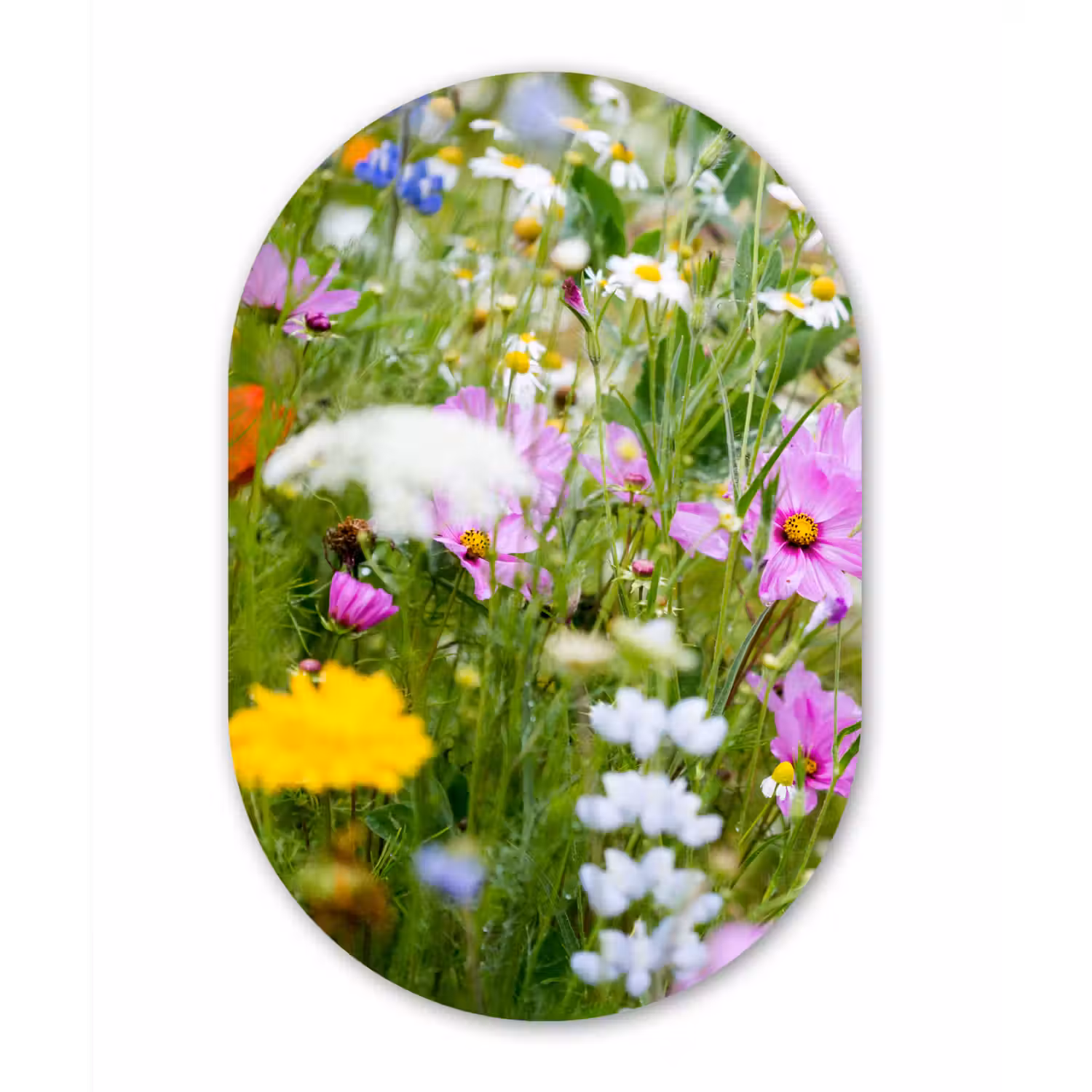 Bloemen - Natuur - Groen - Gras - Paars - Wit Wandcirkel Ovaal Forex klein -3d