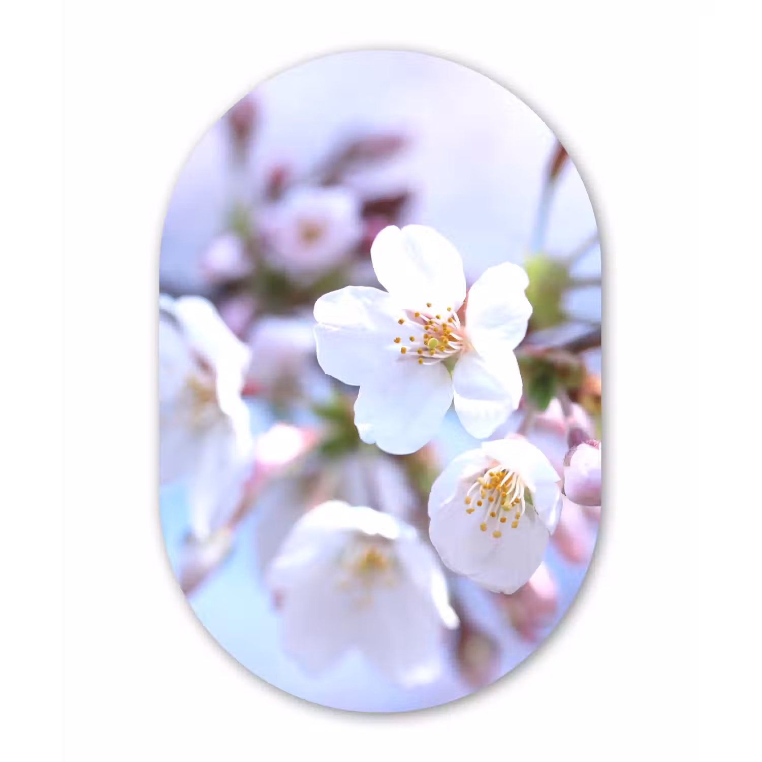 Bloemen - Sakura - Tak - Bloesem takken Wandcirkel Ovaal Forex klein -3d
