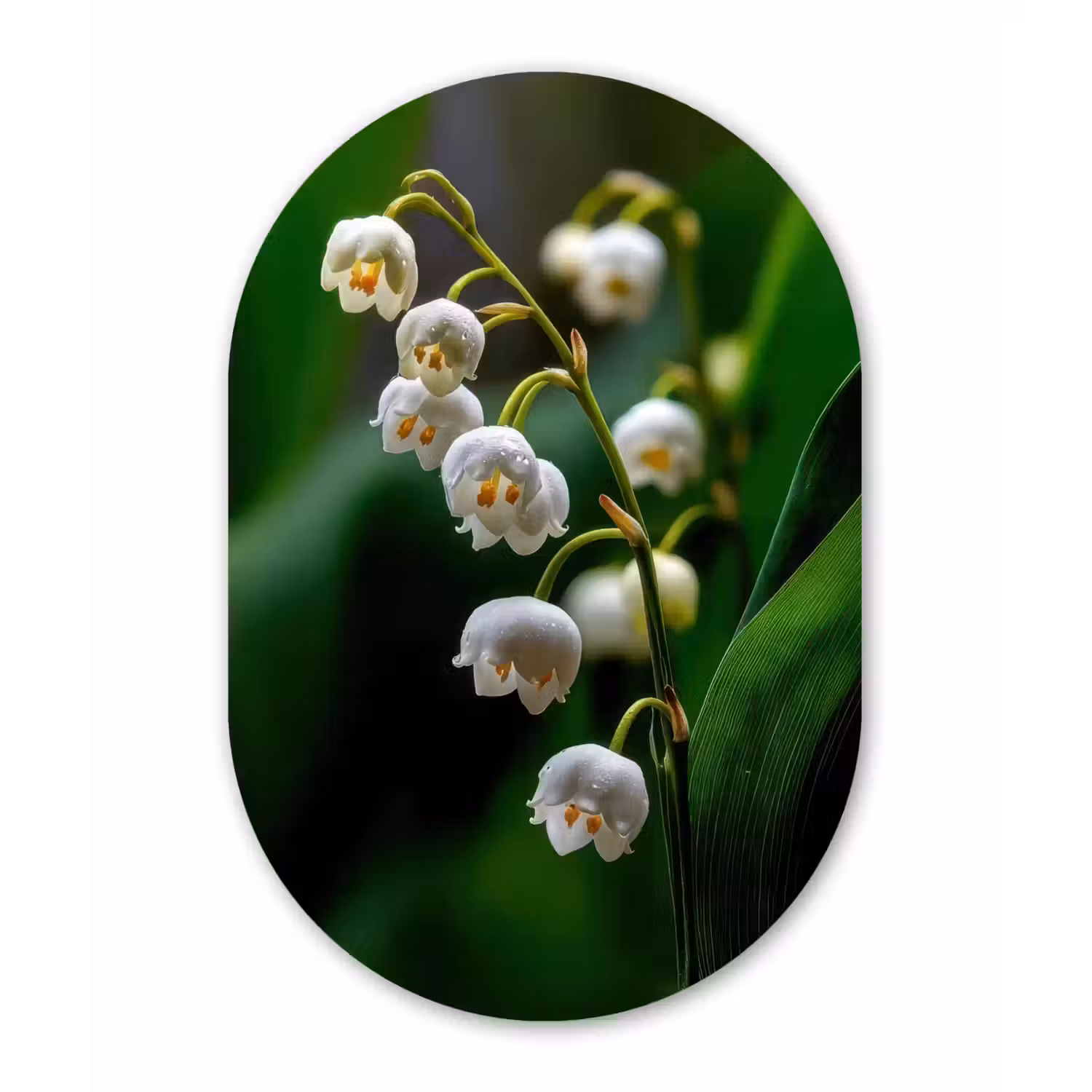 Bloemen - Wit - Bladeren - Lelietjes Wandcirkel Ovaal Forex klein -3d
