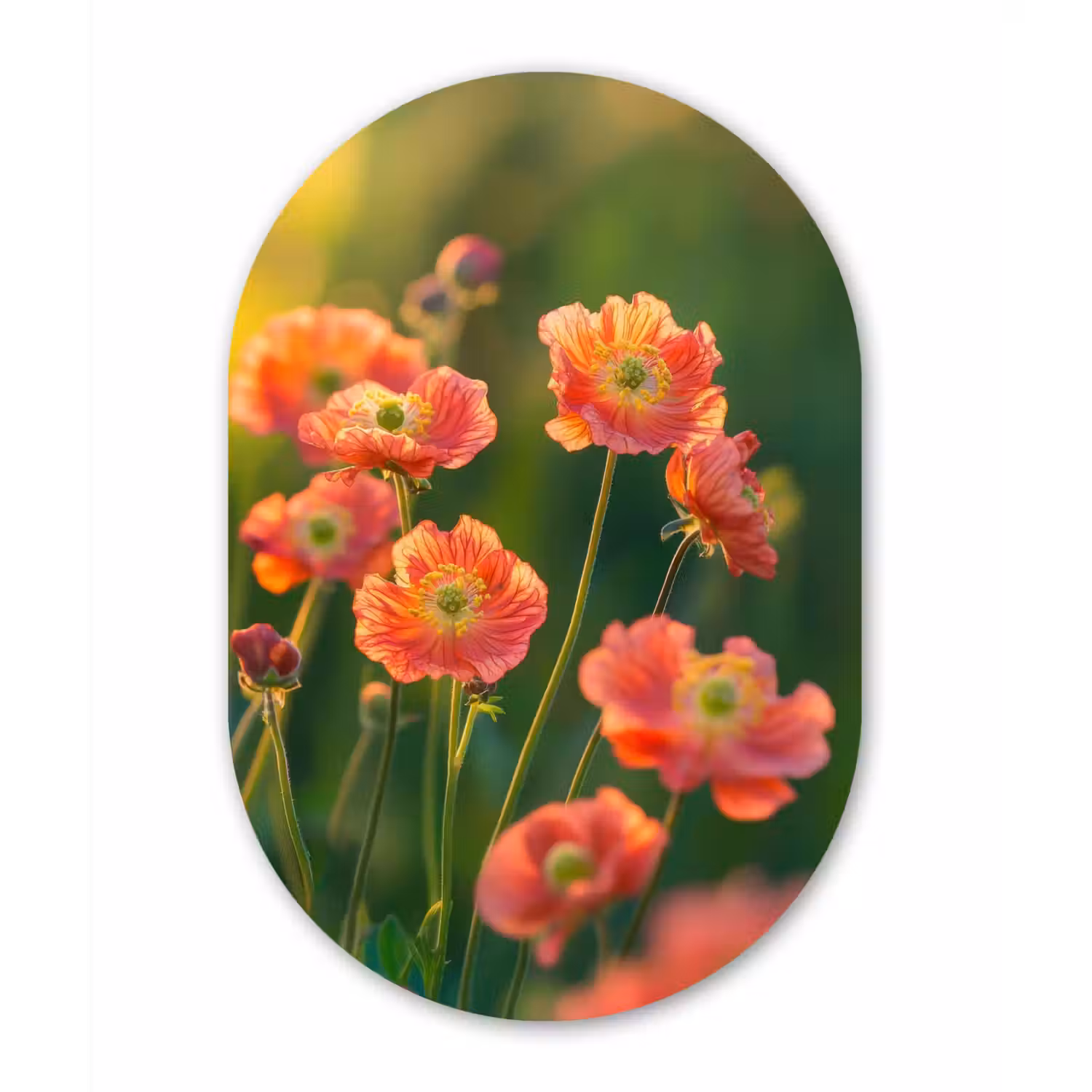 Bloemenveld - Zonnestralen - Oranje Wandcirkel Ovaal Forex klein -3d