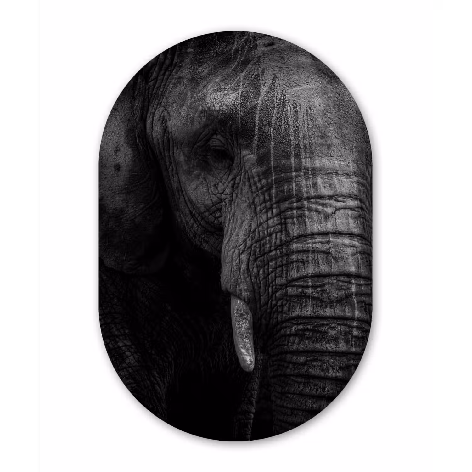 Olifant - Dier - Portret Wandcirkel Ovaal Forex klein -3d
