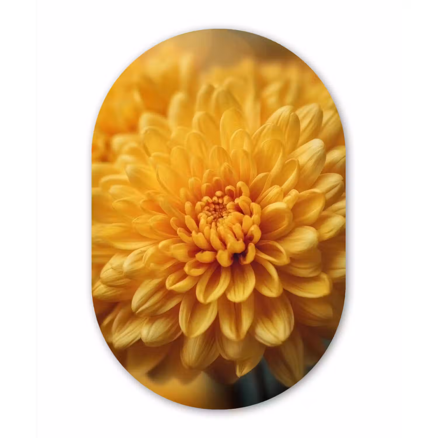 Geel - Chrysant - Zachtheid Wandcirkel Ovaal Forex klein -3d