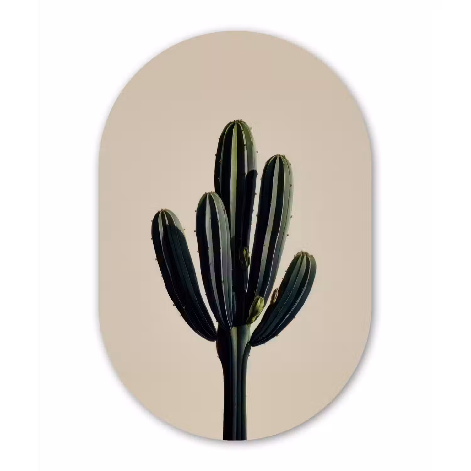 Cactus - Subtiel - Groen Wandcirkel Ovaal Forex klein -3d