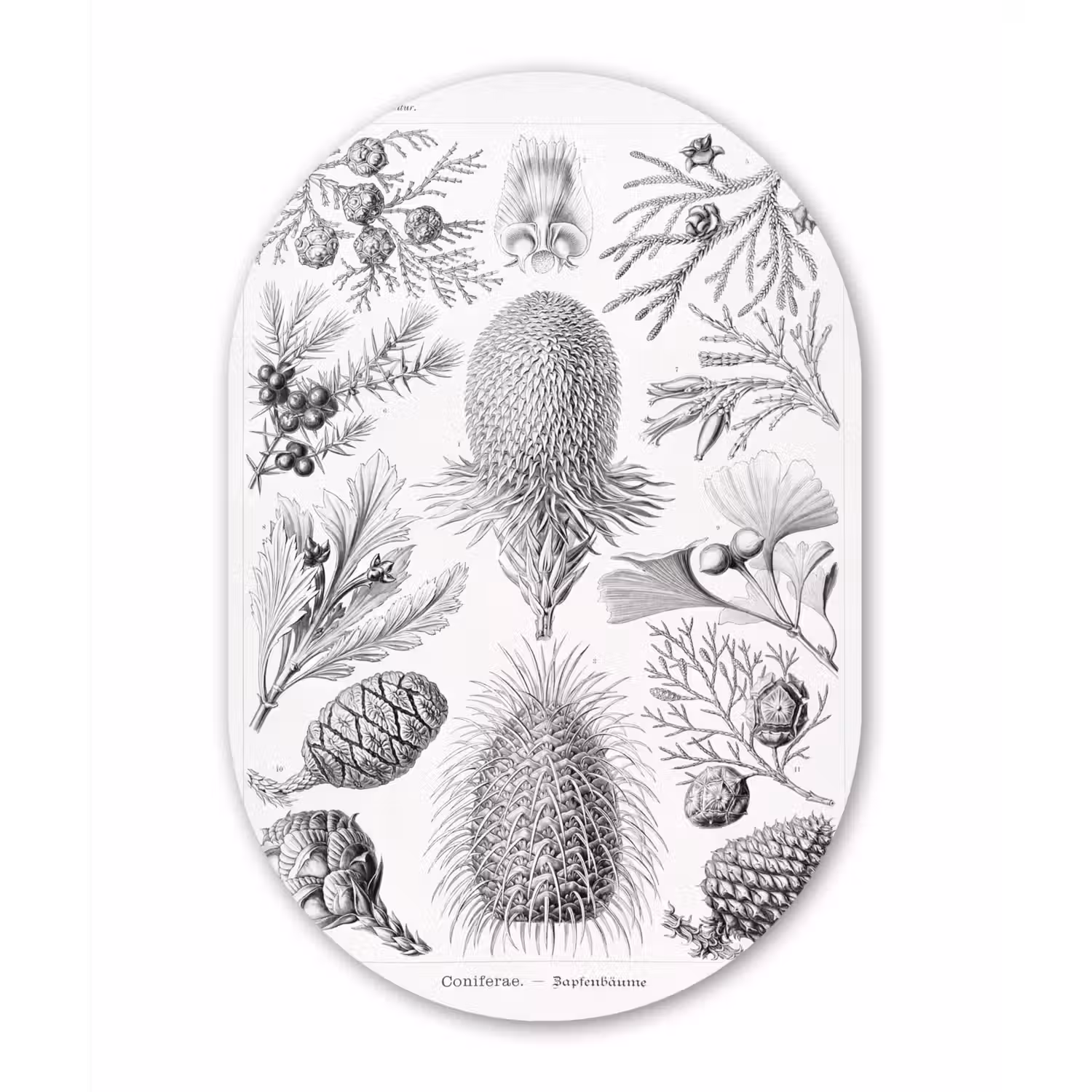 Coniferen - Ernst Haeckel - Kunst - Retro Wandcirkel Ovaal Forex klein -3d