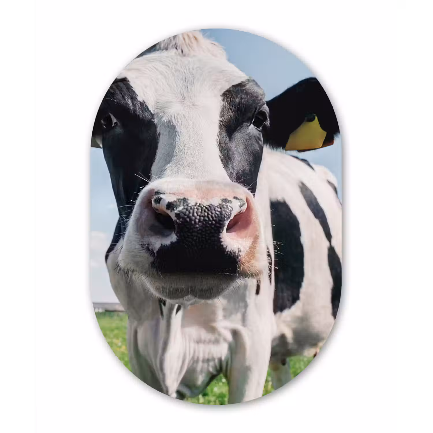 Koe - Weiland - Natuur - Dieren - Gras Wandcirkel Ovaal Forex klein -3d