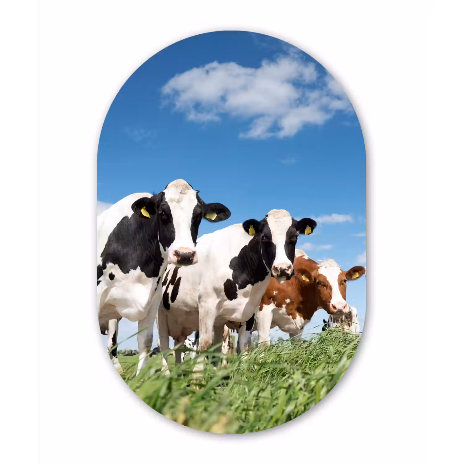 Koeien - Platteland - Weiland - Natuur - Dieren Wandcirkel Ovaal Forex klein -3d