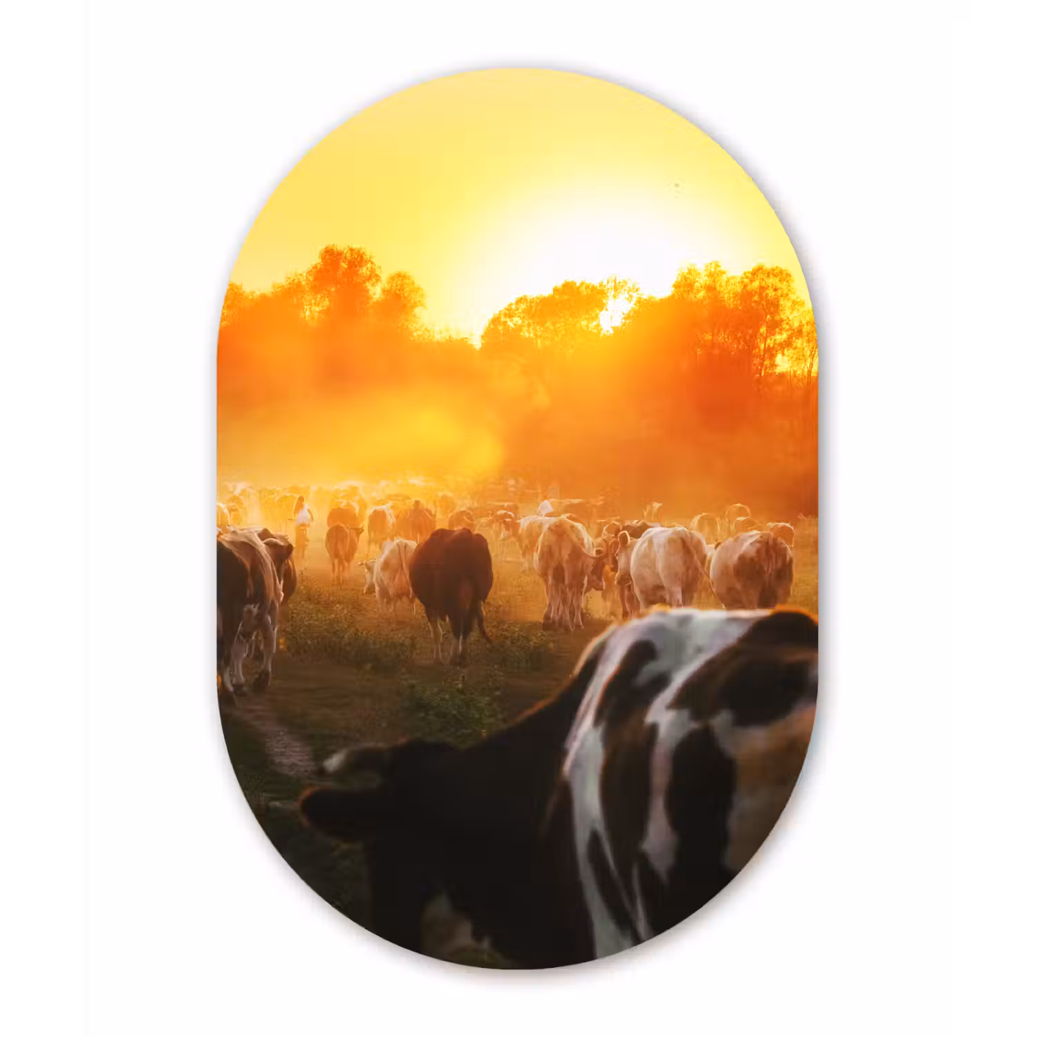 Koeien - Zonsondergang - Weiland - Dieren Wandcirkel Ovaal Forex klein -3d