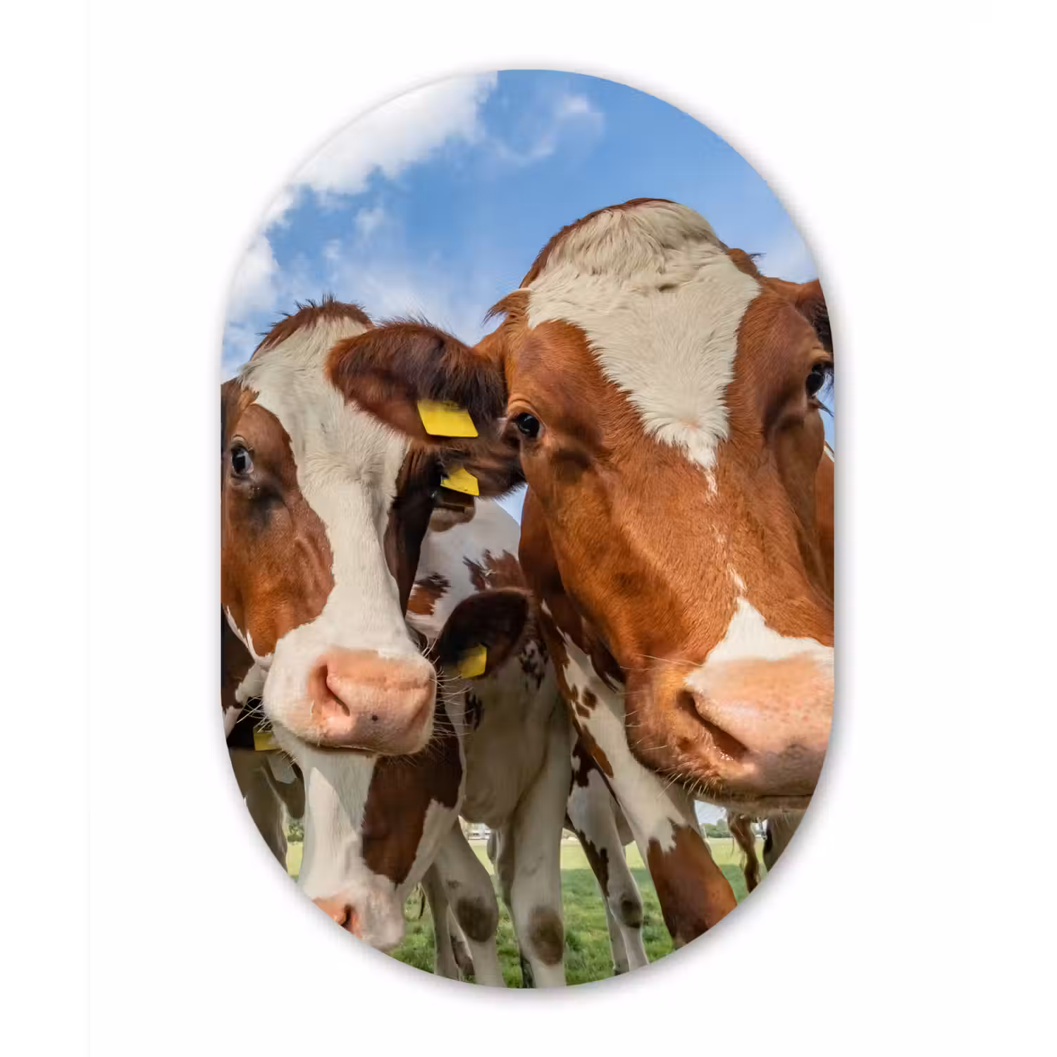 Koeien - Dieren - Weiland - Natuur Wandcirkel Ovaal Forex klein -3d