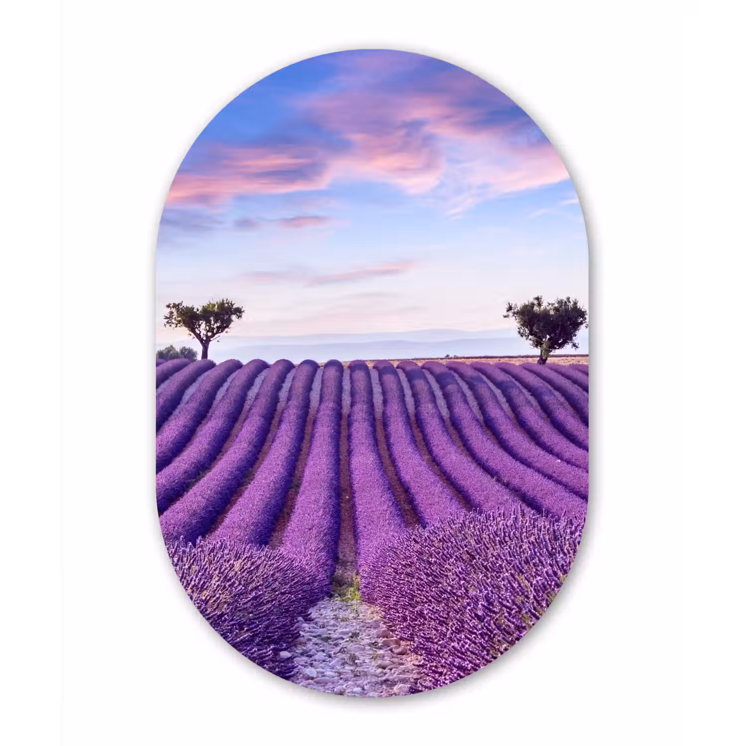 Lavendel - Natuur - Paars - Bomen Wandcirkel Ovaal Forex klein -3d