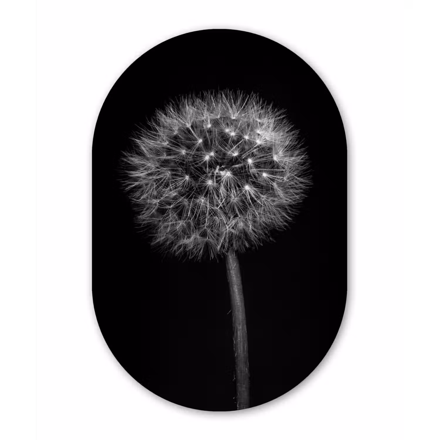 Paardenbloem - Zwart - Bloemen - Botanisch Wandcirkel Ovaal Forex klein -3d