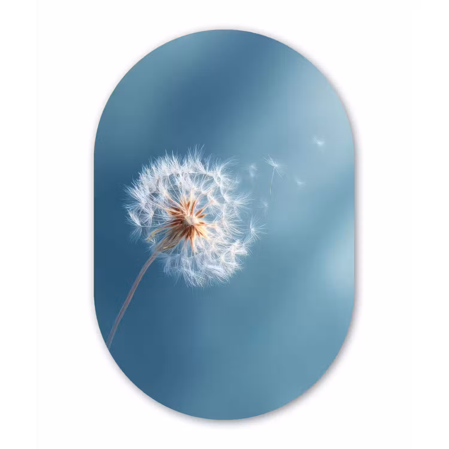 Paardenbloem - Wind - Blauw Wandcirkel Ovaal Forex klein -3d