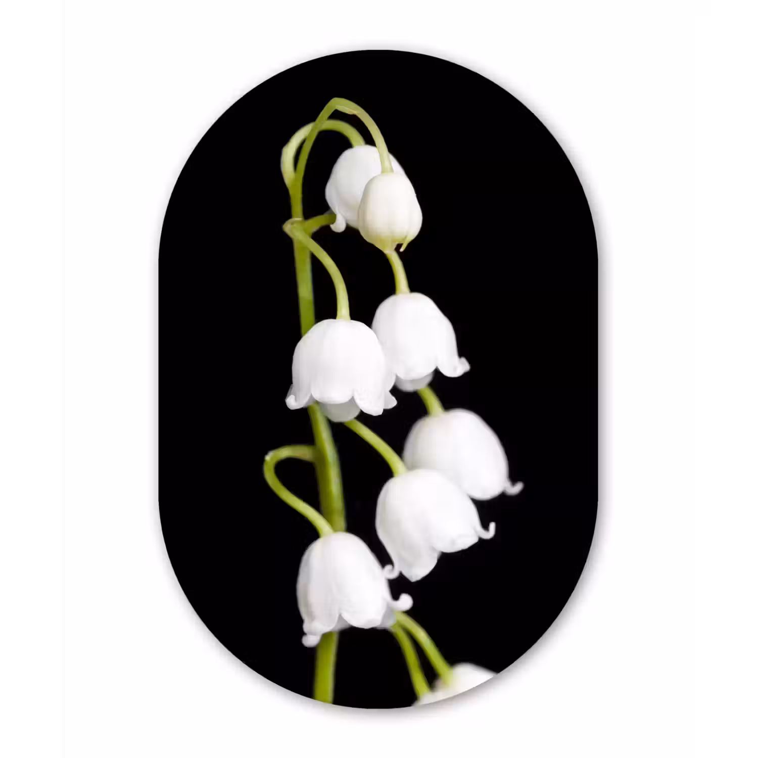 Lelietjes van dalen - Bloemen - Zwart - Flora Wandcirkel Ovaal Forex klein -3d