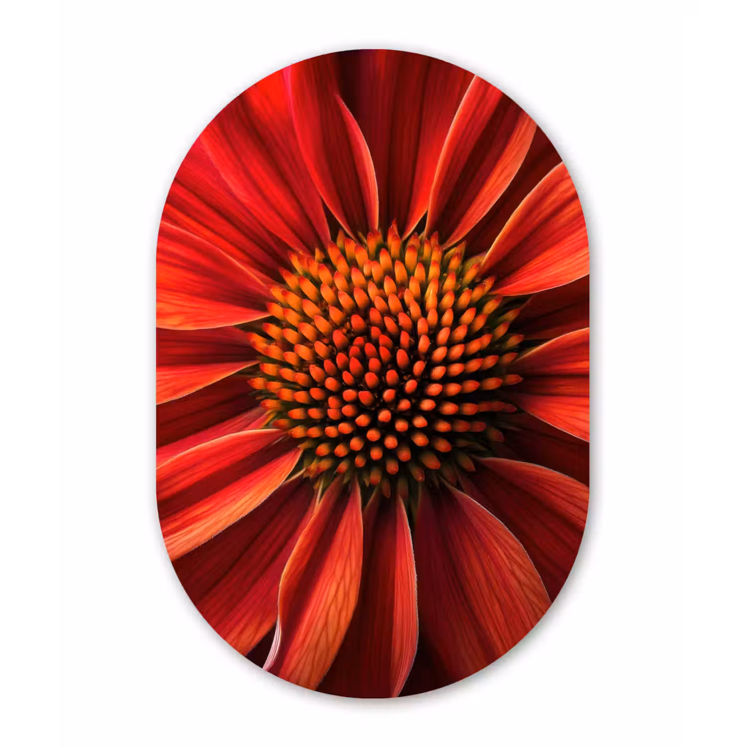 Close up - Bloem- Rood Wandcirkel Ovaal Forex klein -3d