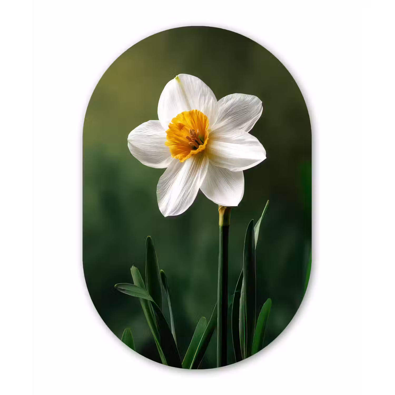 Narcis - Bloem - Wit - Grassprieten Wandcirkel Ovaal Forex klein -3d