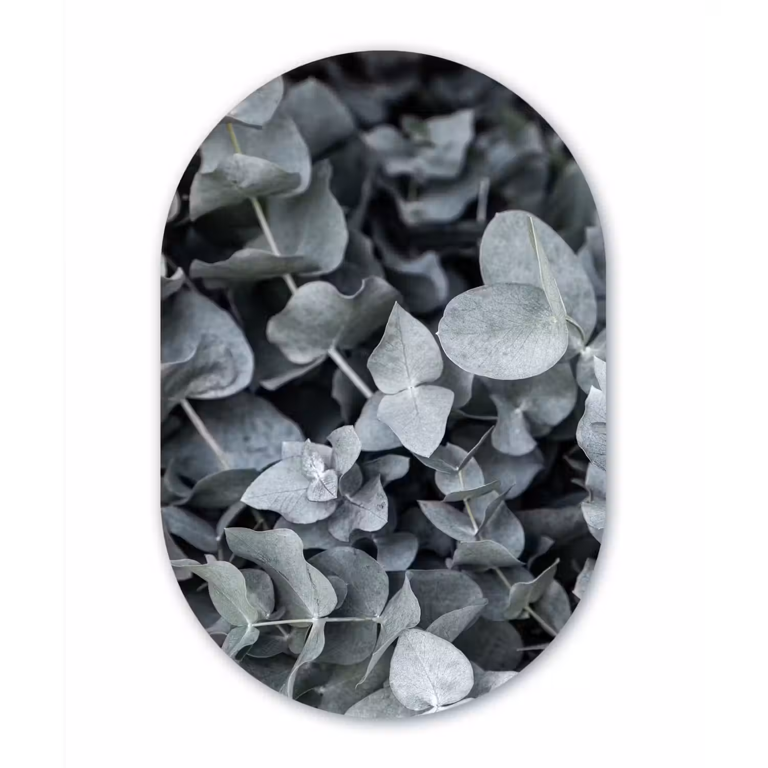 Natuur - Planten - Eucalyptus - Bladeren Wandcirkel Ovaal Forex klein -3d
