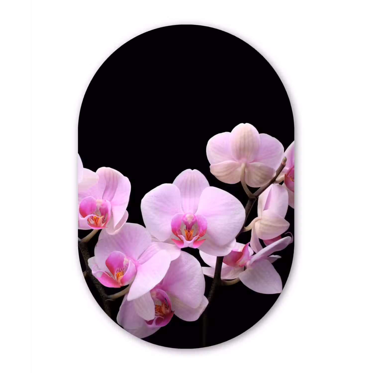 Orchidee - Bloemen - Roze - Flora Wandcirkel Ovaal Forex klein -3d