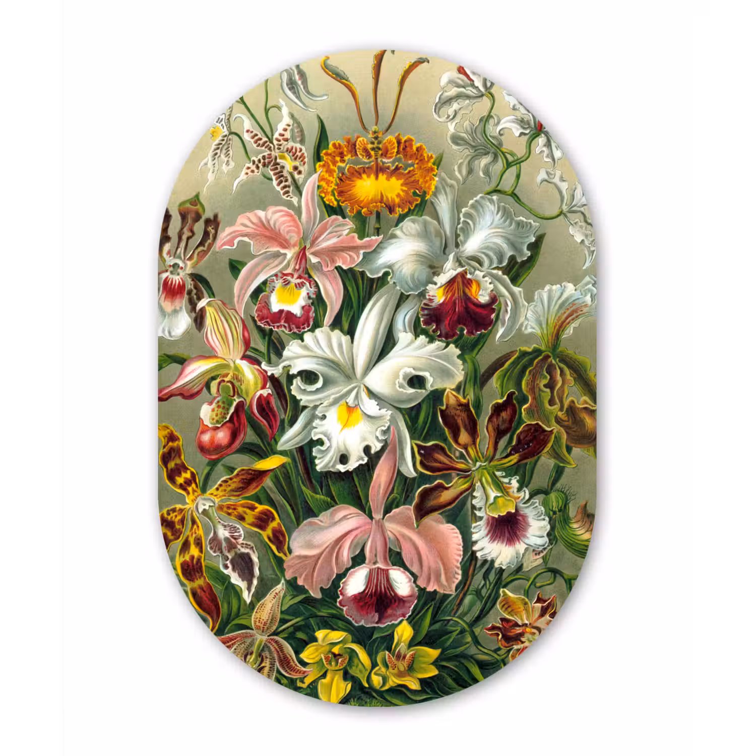 Planten - Natuur - Bloemen - Ernst Haeckel Wandcirkel Ovaal Forex klein -3d
