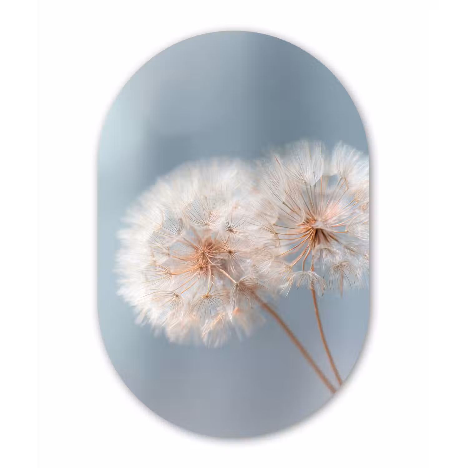 Paardenbloemen - Pluisjes - Wit Wandcirkel Ovaal Forex klein -3d
