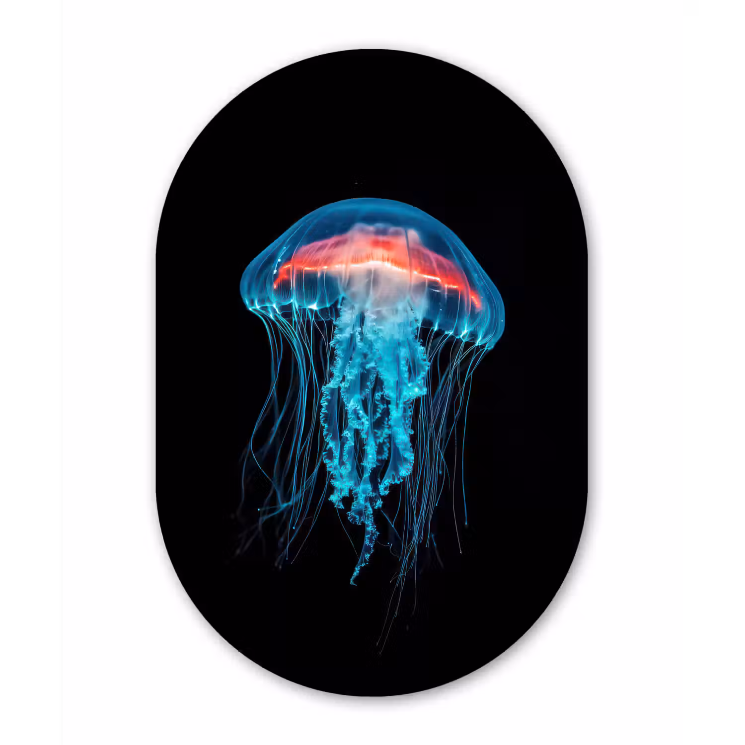 Kwal - Tentakels - Blauw - Licht Wandcirkel Ovaal Forex klein -3d